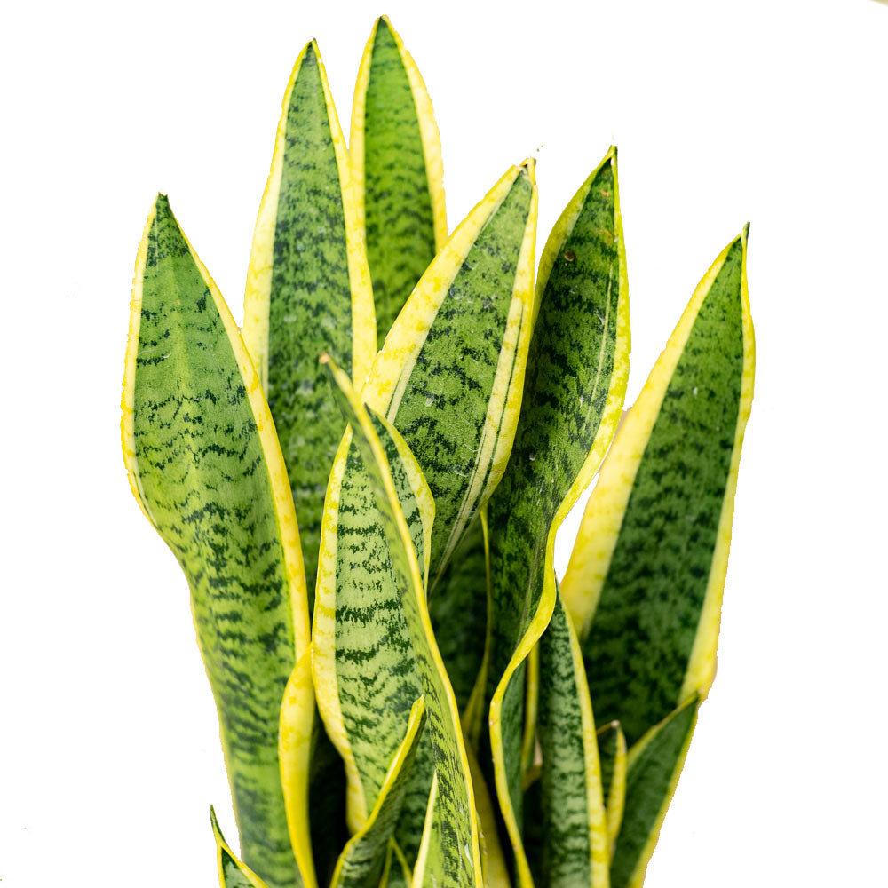 نبات سانسيفيريا جلد النمر نبات الأفعى 90 سم - Sansevieria Plant (Snake Plant)