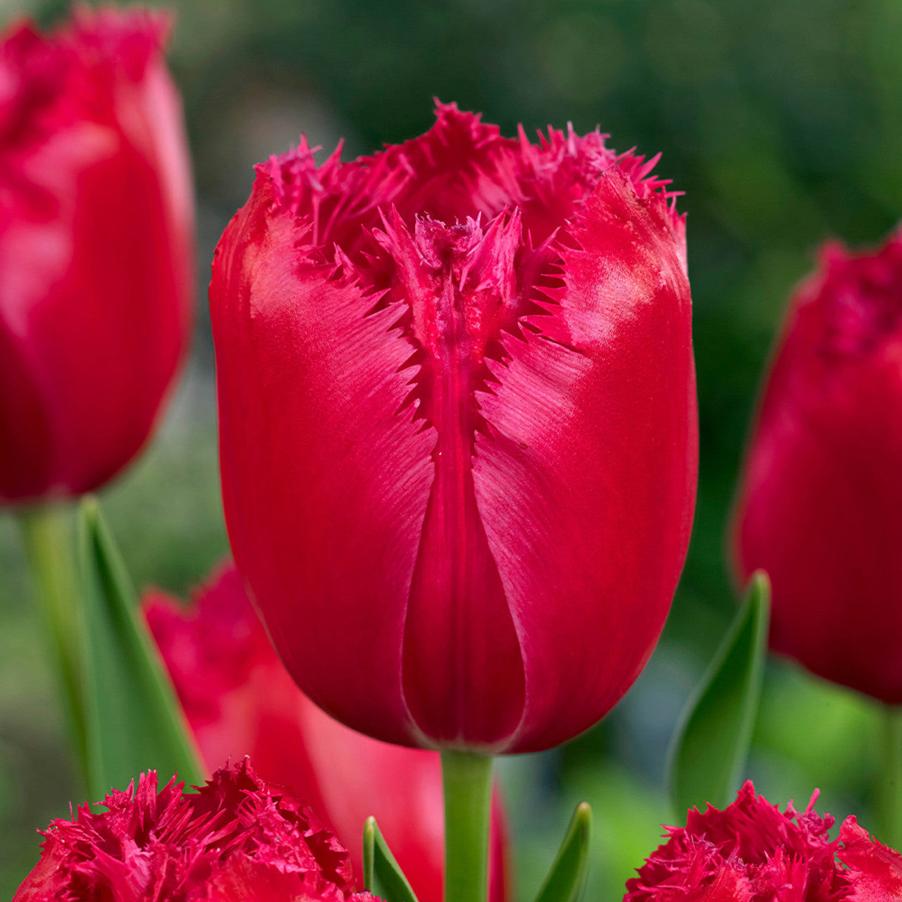 تيوليب ريد وينج - Tulip Red Wing