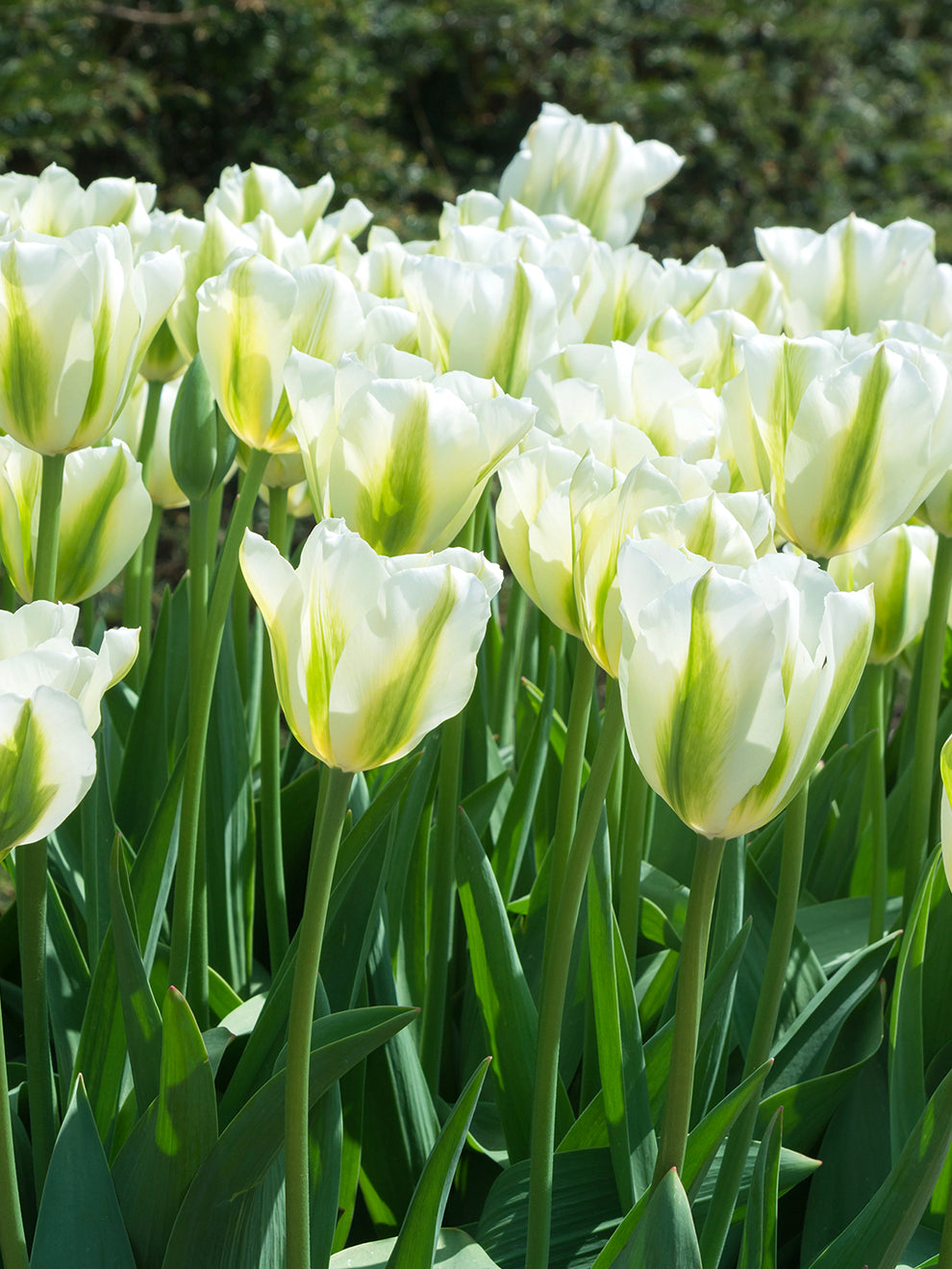 تيوليب خضار الربيع - Tulip Spring Green