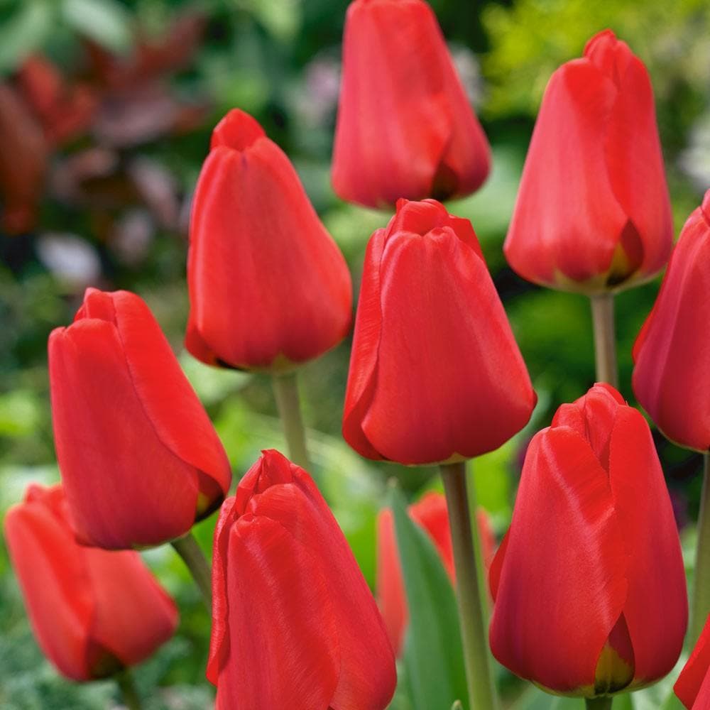 تيوليب أبلدورن أحمر - Tulip Abeldoorn