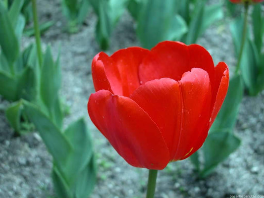 تيوليب أبلدورن أحمر - Tulip Abeldoorn