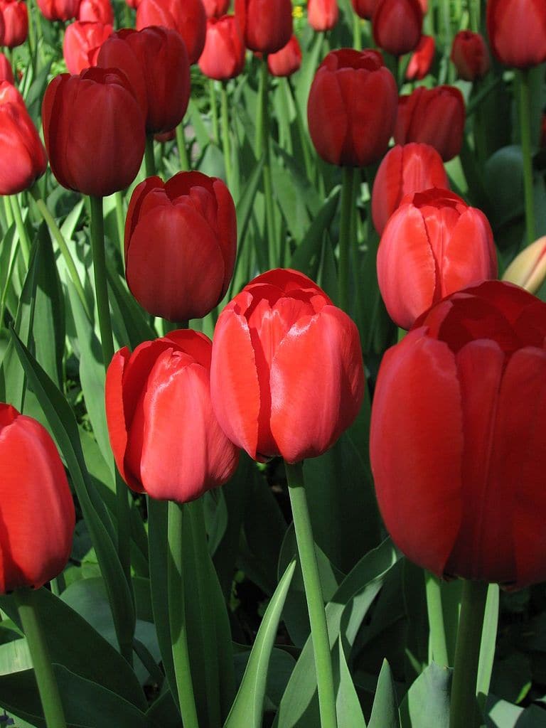 تيوليب أبلدورن أحمر - Tulip Abeldoorn