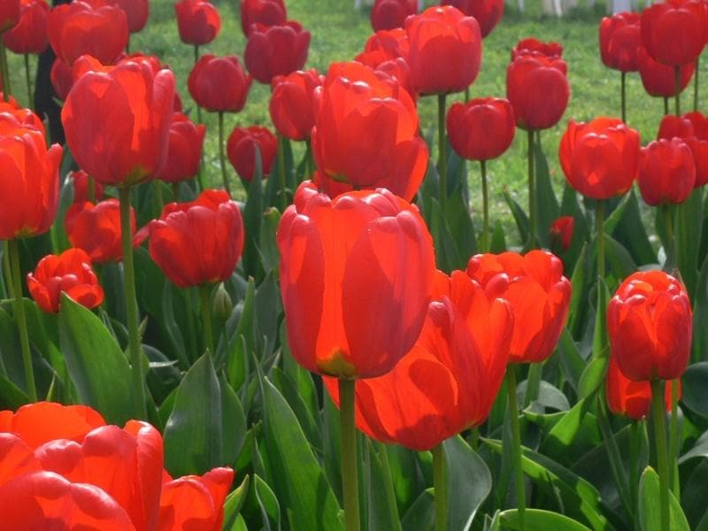 تيوليب أبلدورن أحمر - Tulip Abeldoorn