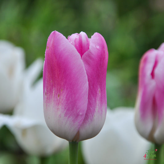 تيوليب رويال تين - Tulip Royal Ten