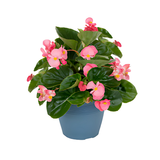 بذور بيجونيا بيغ إف ون من بينري 1000 بذرة - Begonia x benariensis F₁ BIG® 1000 seeds