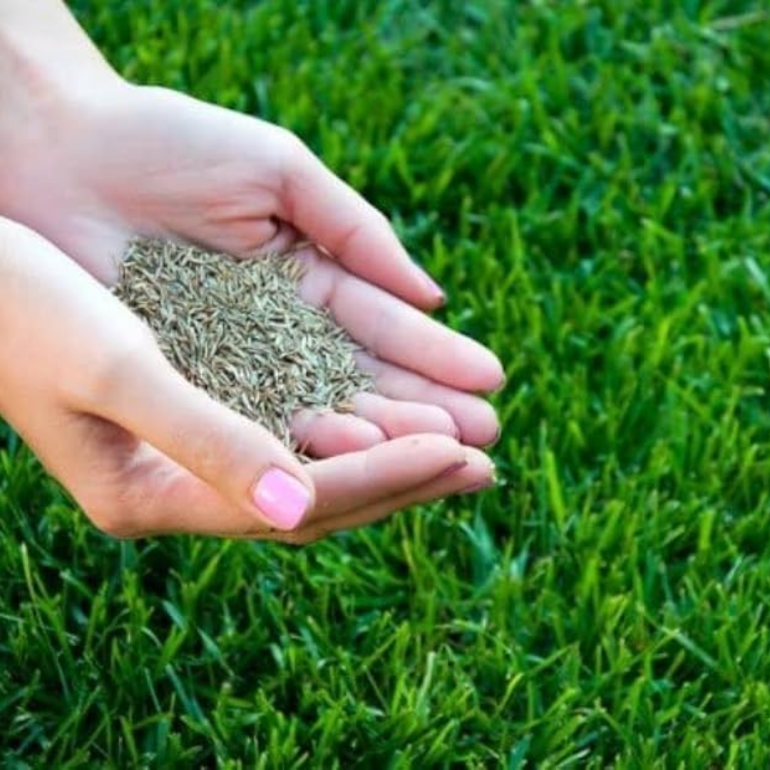 بذور نجيل طبيعي إم فايف 1 كغم - M5 SPECIAL Lawn Seeds 1 kg
