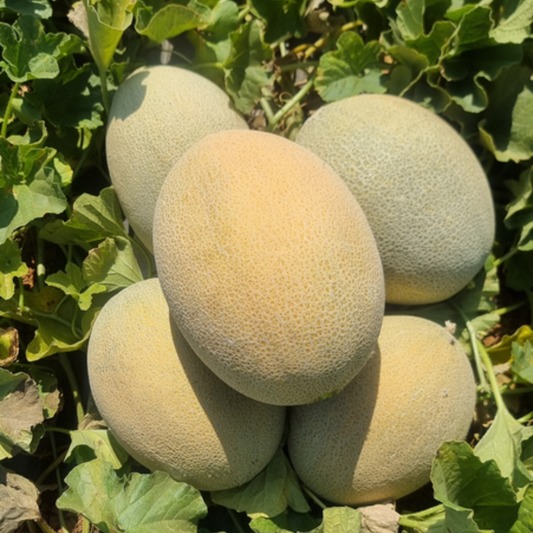 بذور هجينة شمام ﺑﺮﻳﻠﻴﺎﻧﺖ 1000 بذر - melon Brilliant F1 Seeds 1000 Seeds
