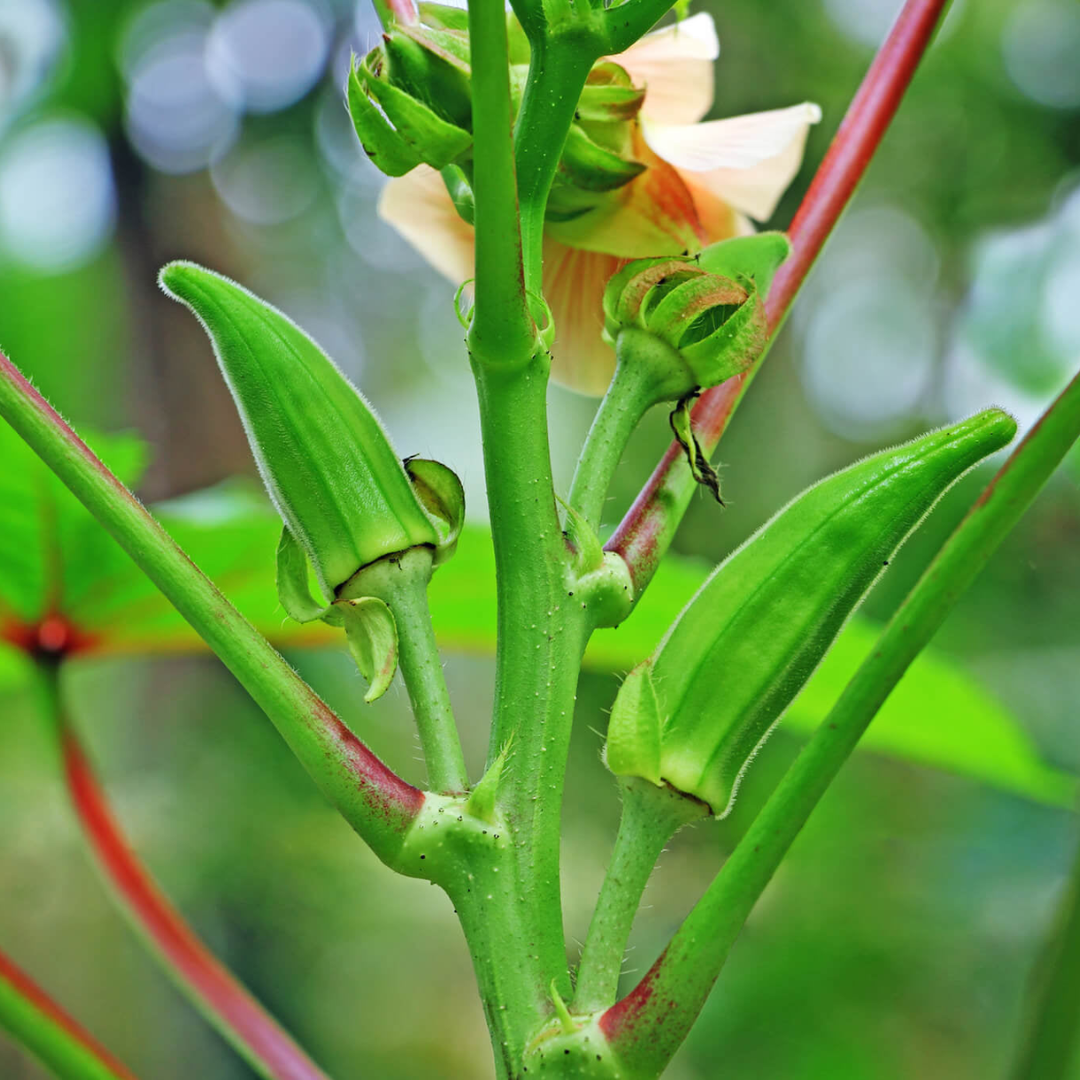 بذور بامية بلدية عالية الجودة 1كغ -Local Jordanian Okra Seeds 1 kg