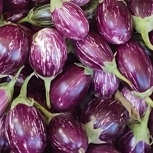 بذور هجينة باذنجان حمصي للمكدوس 1000 بذرة - Hybrid Eggplant Hammoussi Seeds for Makdous - 1000 Seeds
