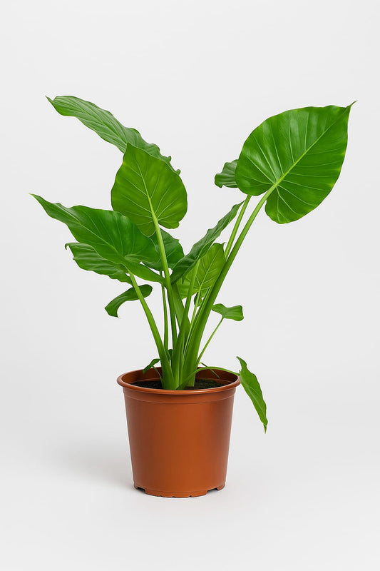 ألوكاسيا أذن الفيل - Alocasia Plant 70 cm