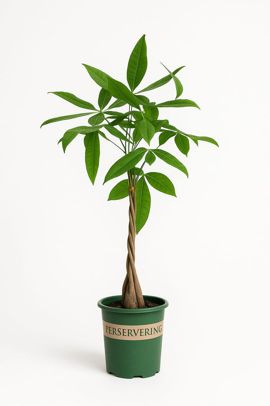 شجرة المال باشيرا بساق مجدلة - Pachira Braided Money Tree
