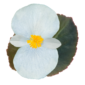 بذور بيجونيا بيغ إف ون من بينري 1000 بذرة - Begonia x benariensis F₁ BIG® 1000 seeds