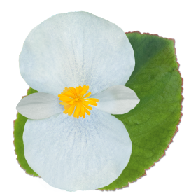 بذور بيجونيا بيغ إف ون من بينري 1000 بذرة - Begonia x benariensis F₁ BIG® 1000 seeds
