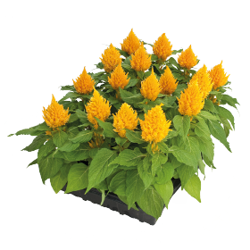 بذور سيلوسيا جلوريس (عرف الديك) من بينري 1000 بذرة - Celosia plumosa Glorious 1000 seeds
