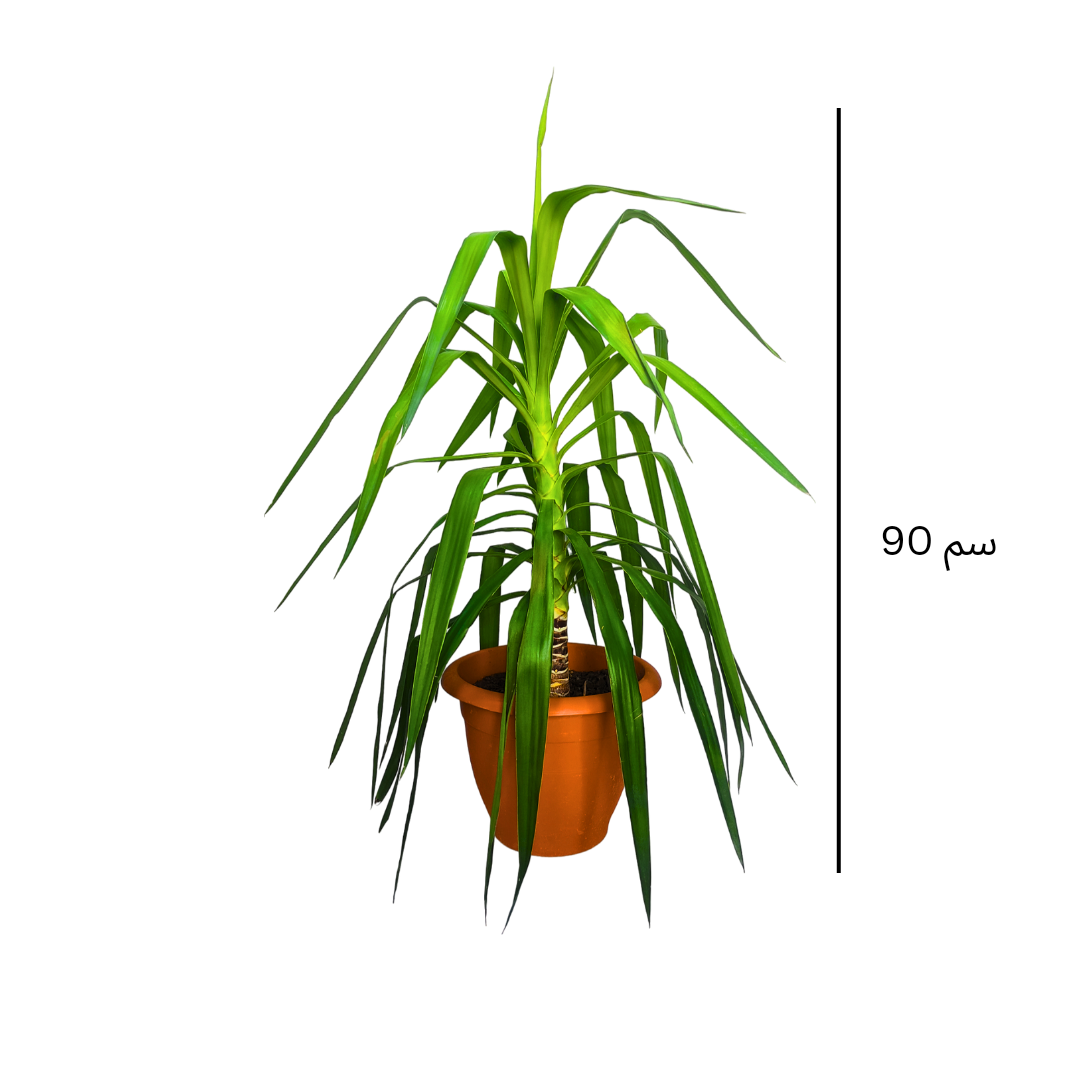 يوكا 90 سم - Yucca Elephantipes 90 cm