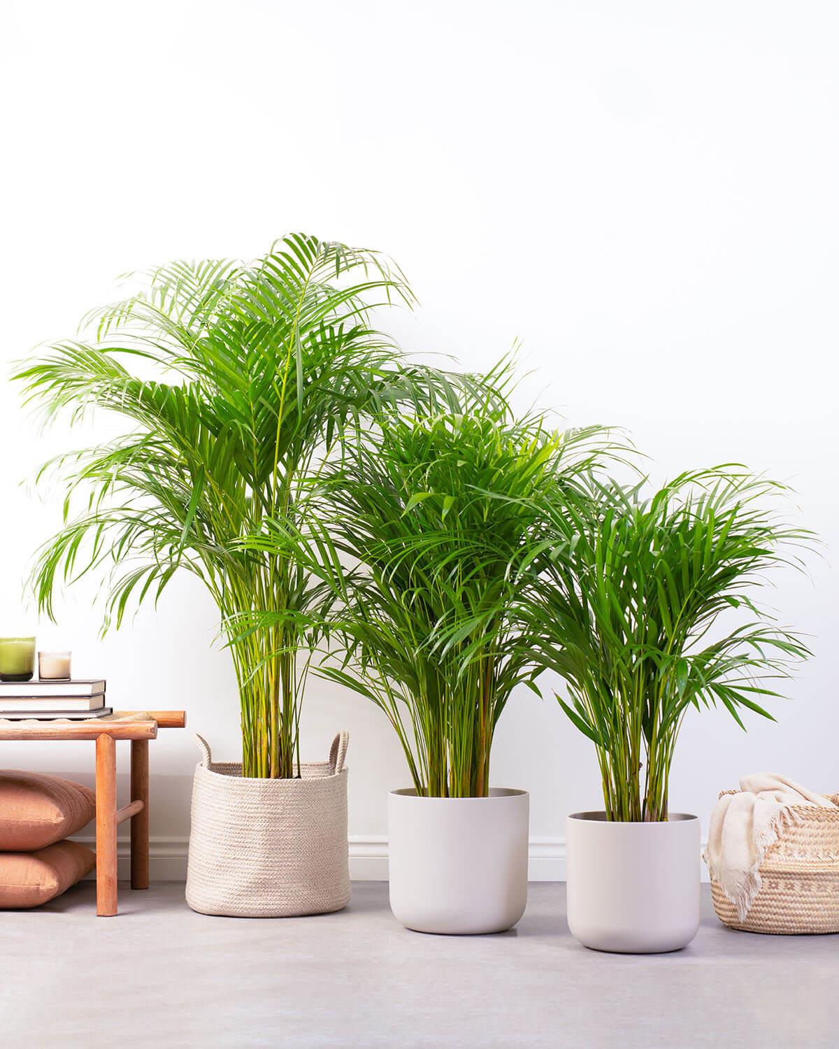 نخيل أريكا 160 سم - Areca Palm 160 cm