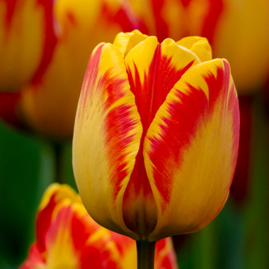 تيوليب بانيا لوكا - Tulip Banja Luka