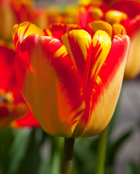 تيوليب بانيا لوكا - Tulip Banja Luka