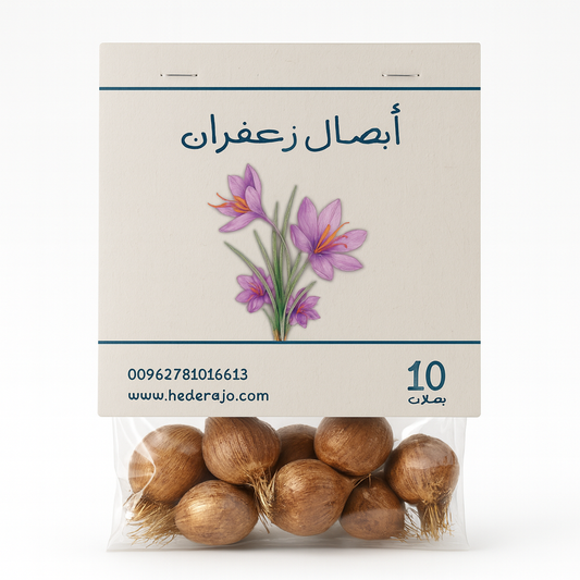أبصال زعفران حجم كبير عدد 10 - Saffron 10 Bulbs Jambo Size