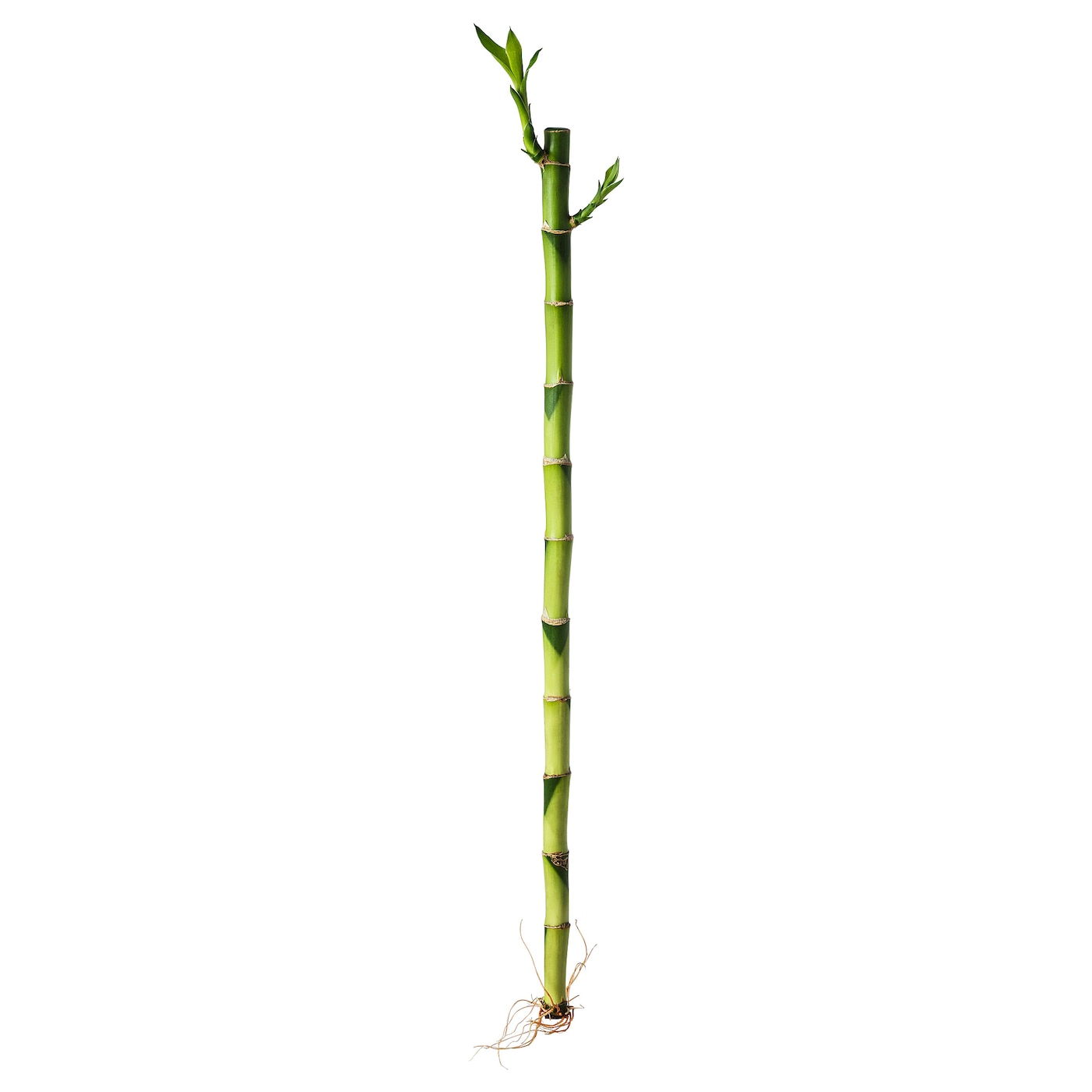 ساق البامبو أو قصب الحظ - Lucky Bamboo Single Stalk