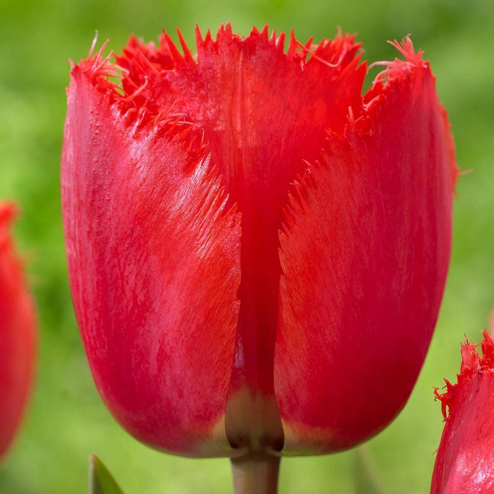 تيوليب ريد وينج - Tulip Red Wing
