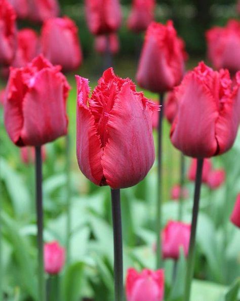 تيوليب ريد وينج - Tulip Red Wing