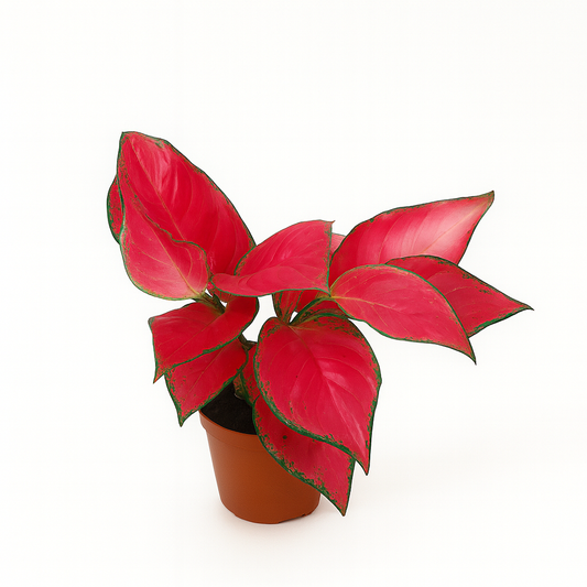 أجلونيما حمراء 35 سم – Red Aglaonema 35 cm