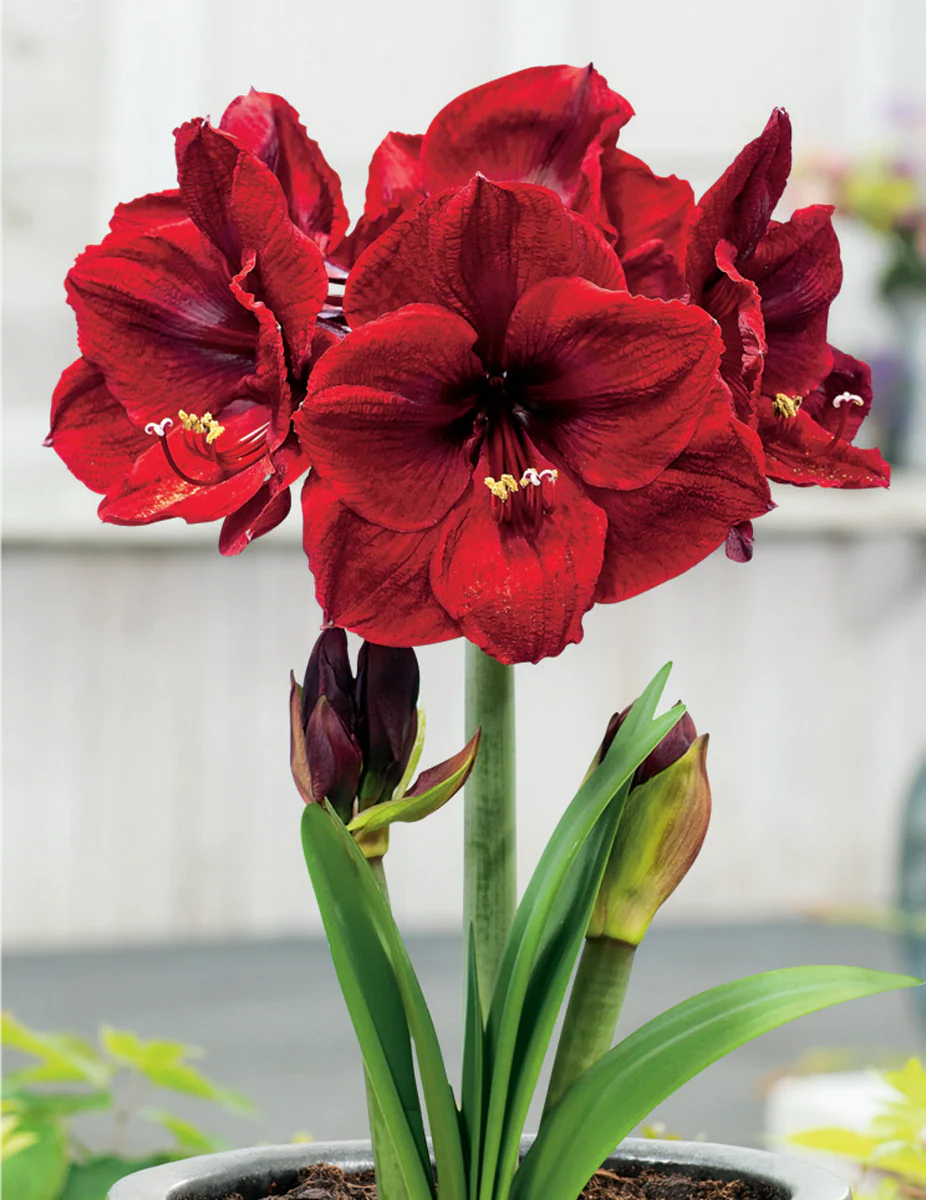 أمارلس بنفيكا – بصيلة زهور هولندية بلون أحمر مخملي فاخر – *Hippeastrum Galaxy ‘Benfica’*
