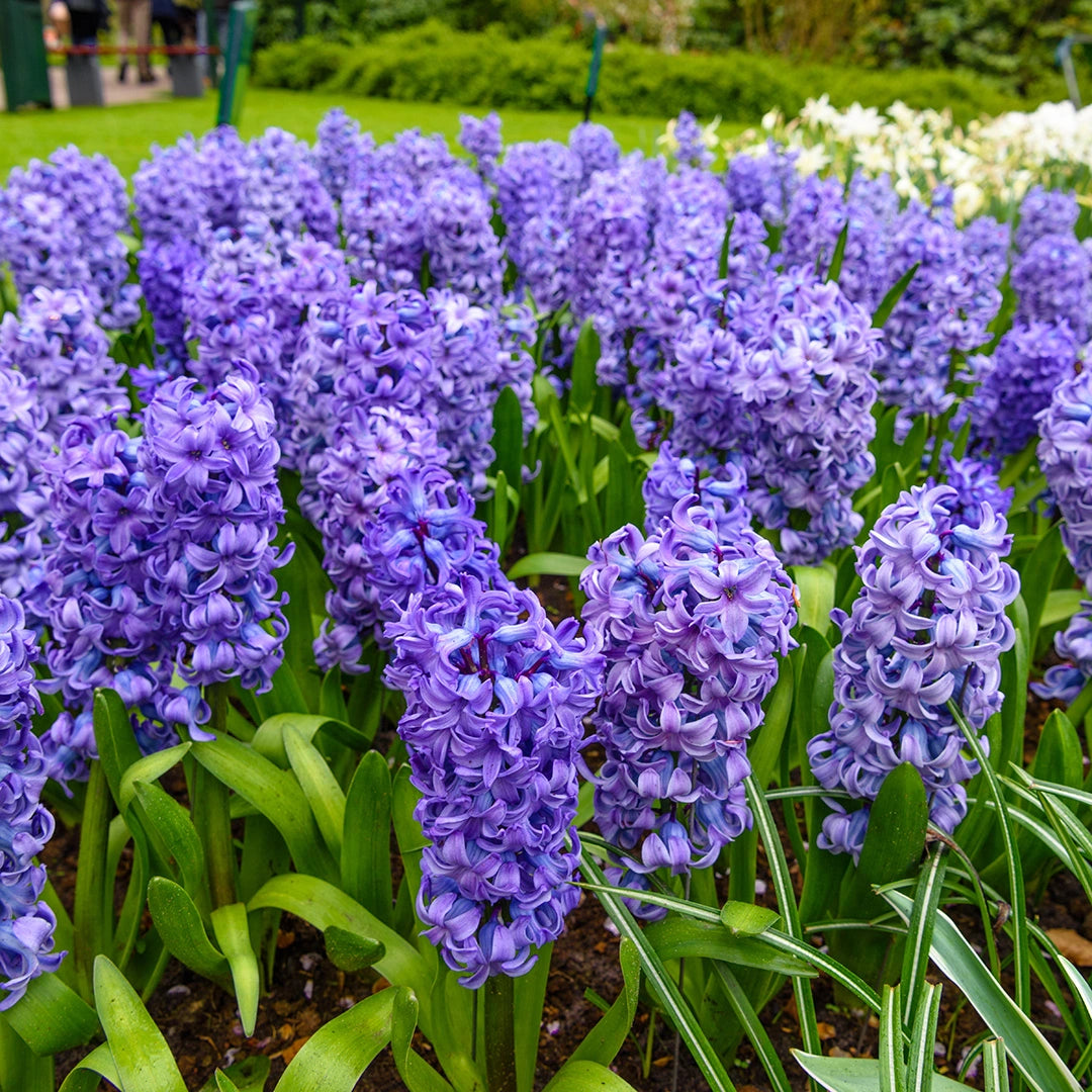هياسنت أزرق - Hyacinth Delft Blue