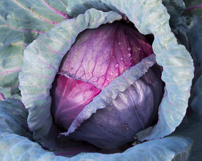 بذور ملفوف أحمر عالية الجودة – High Quality Red Cabbage Seeds