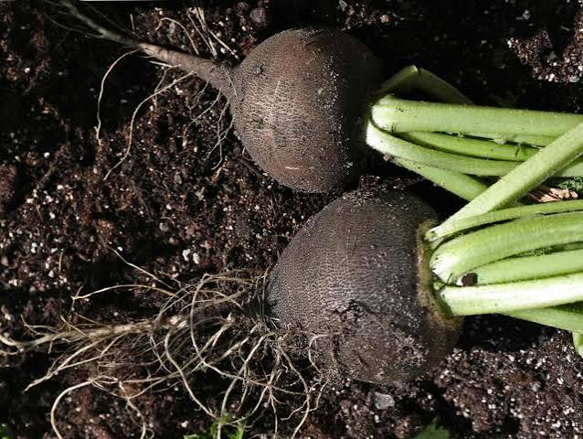 بذور فجل أسود عالية الجودة – Premium Quality Black Radish Seeds