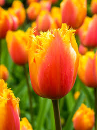أبصال تيوليب برتقالية زاهية للزراعة – Tulip Lambada Bulbs