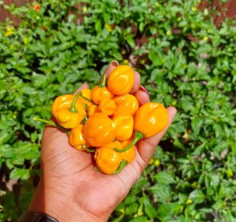 فلفل هابانيرو أصفر كاريبي حار جدًا – Caribbean Habanero Hot Pepper Seeds
