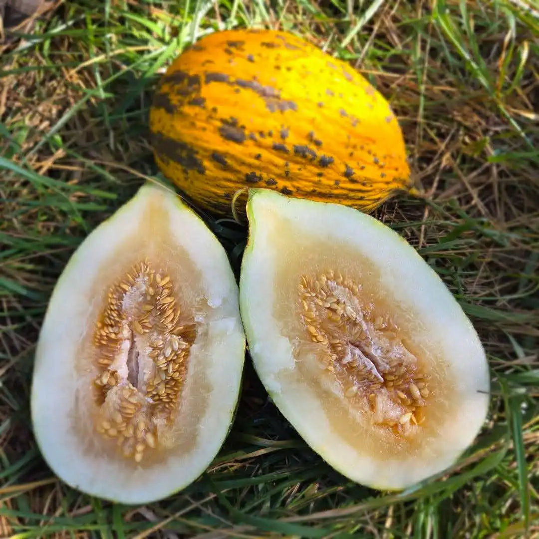 بذور شمام كيركاغاج – Kirkagac Melon Seeds