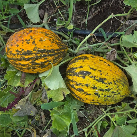 بذور شمام كيركاغاج – Kirkagac Melon Seeds