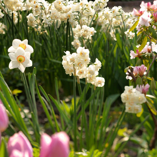 النرجس المبهج - Narcissus Cheerfulness