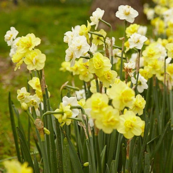 نرجس أصفر مبهج - Narcissus Yellow Cheerfulness
