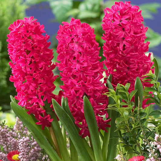 هياسنت جان بوس - Hyacinthus Jan Bos