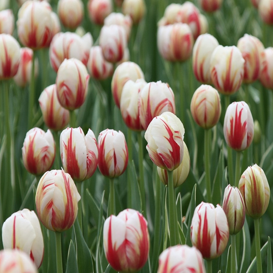 تيوليب كارنيفال دي ريو - Tulip Carnaval De Rio
