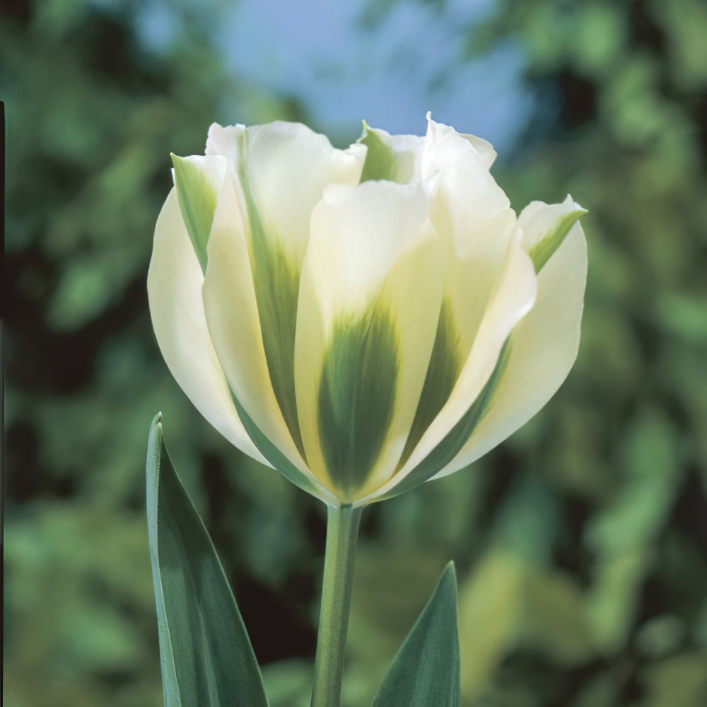 تيوليب خضار الربيع - Tulip Spring Green