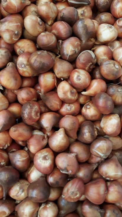 تيوليب وايت برينس - Tulip White Princes