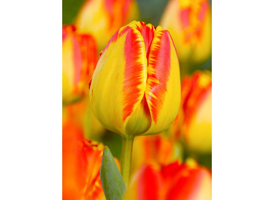 تيوليب بانيا لوكا - Tulip Banja Luka