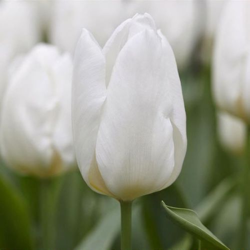 تيوليب وايت برينس - Tulip White Princes