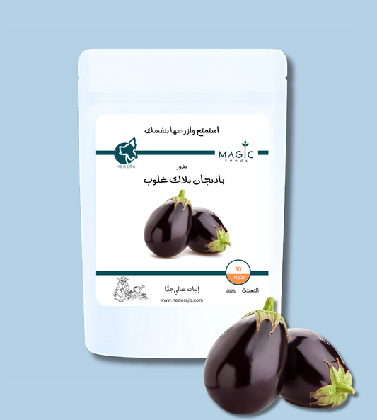 بذور باذنجان بلاك غلوب عالية الجودة – High Quality Black Globe Eggplant Seeds