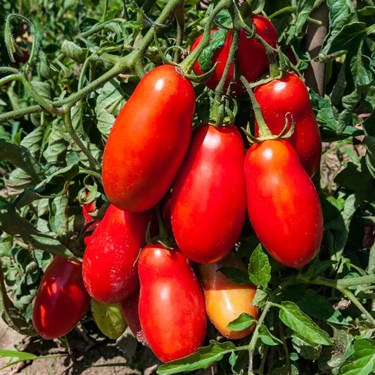 بذور بندورة روما عالية الجودة – High Quality Roma Tomato Seeds