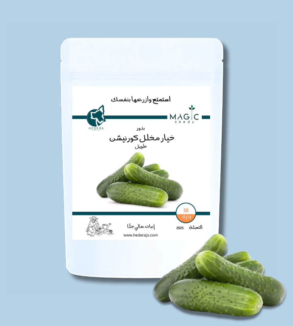 بذور خيار كورنيشون طويل بلون أخضر داكن للتخليل