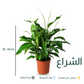 الشراع - زنبق السلام || SPATHIPHYLLUM CHOPIN