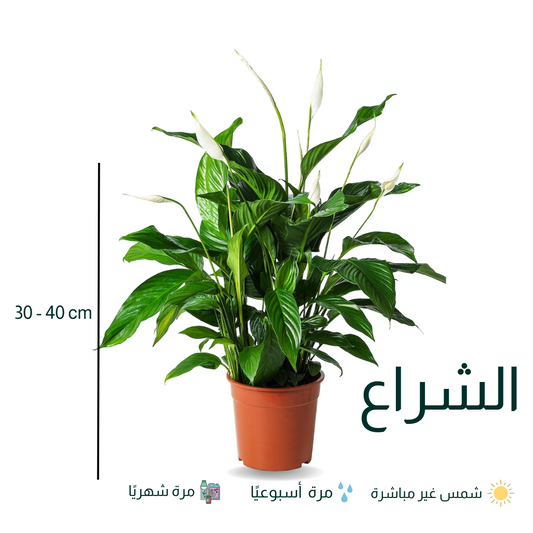 الشراع - زنبق السلام || SPATHIPHYLLUM CHOPIN