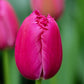 أبصال تيوليب بنفسجية مزدوجة للزراعة – Tulip Burgundy Lace Bulbs