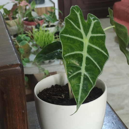 alocasia polly - ألوكاسيا بولي القناع الإفريقي